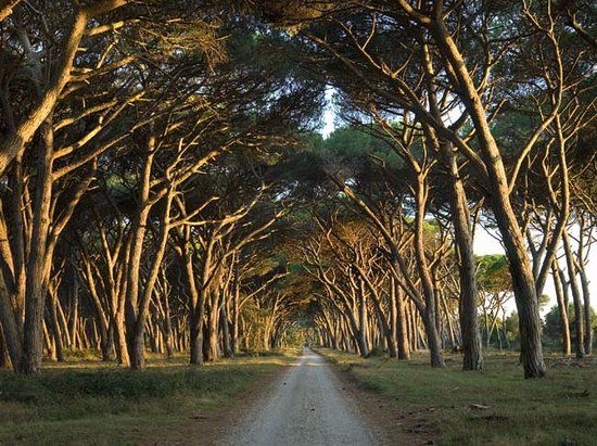 Natural Park Migliarino San Rossore